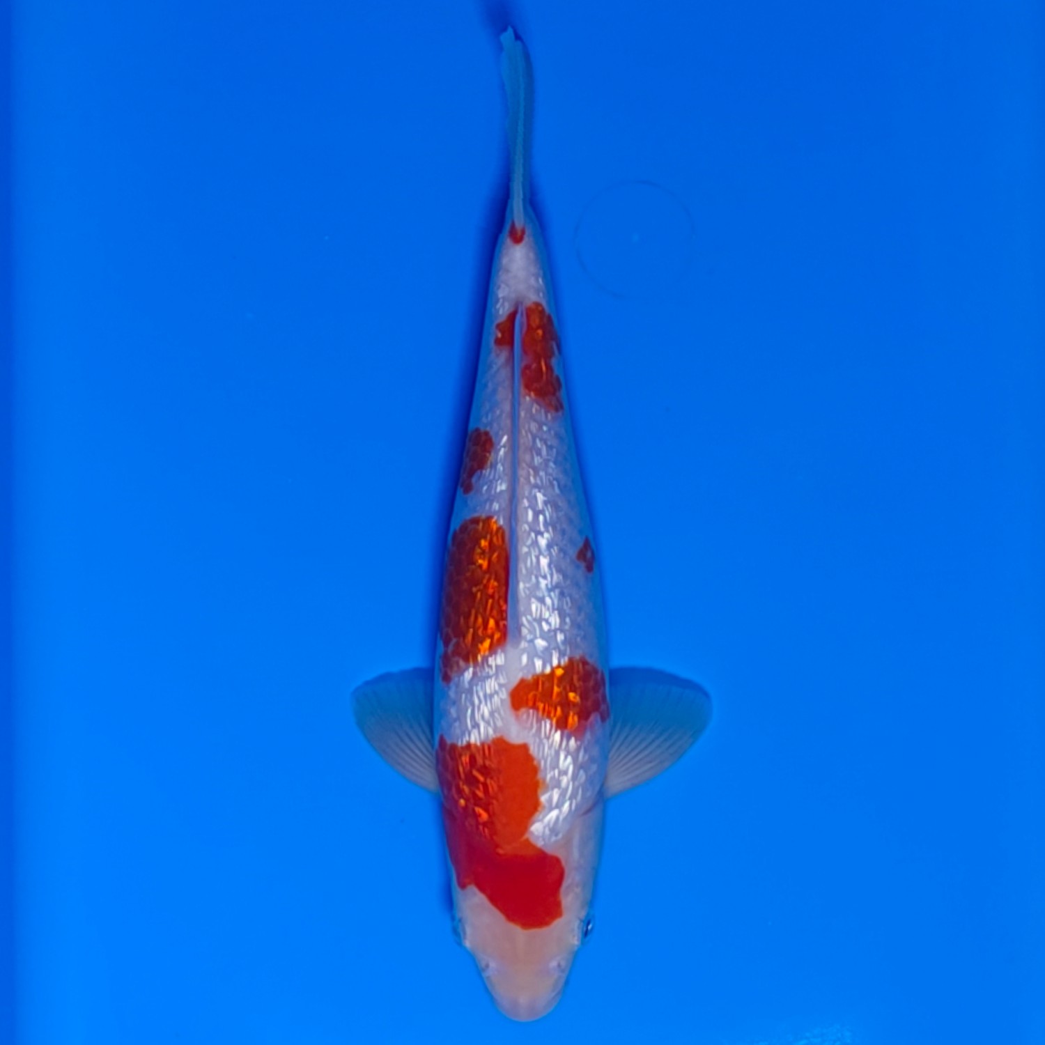 Juara 1