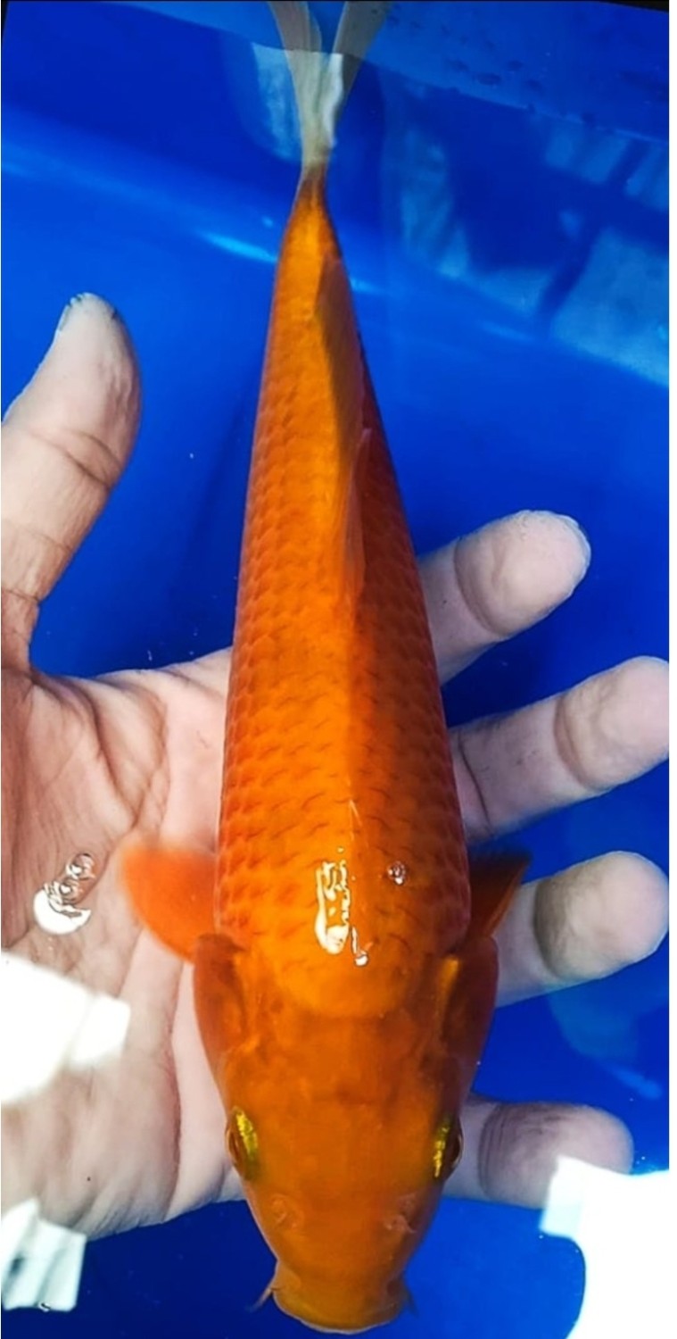 Juara 3