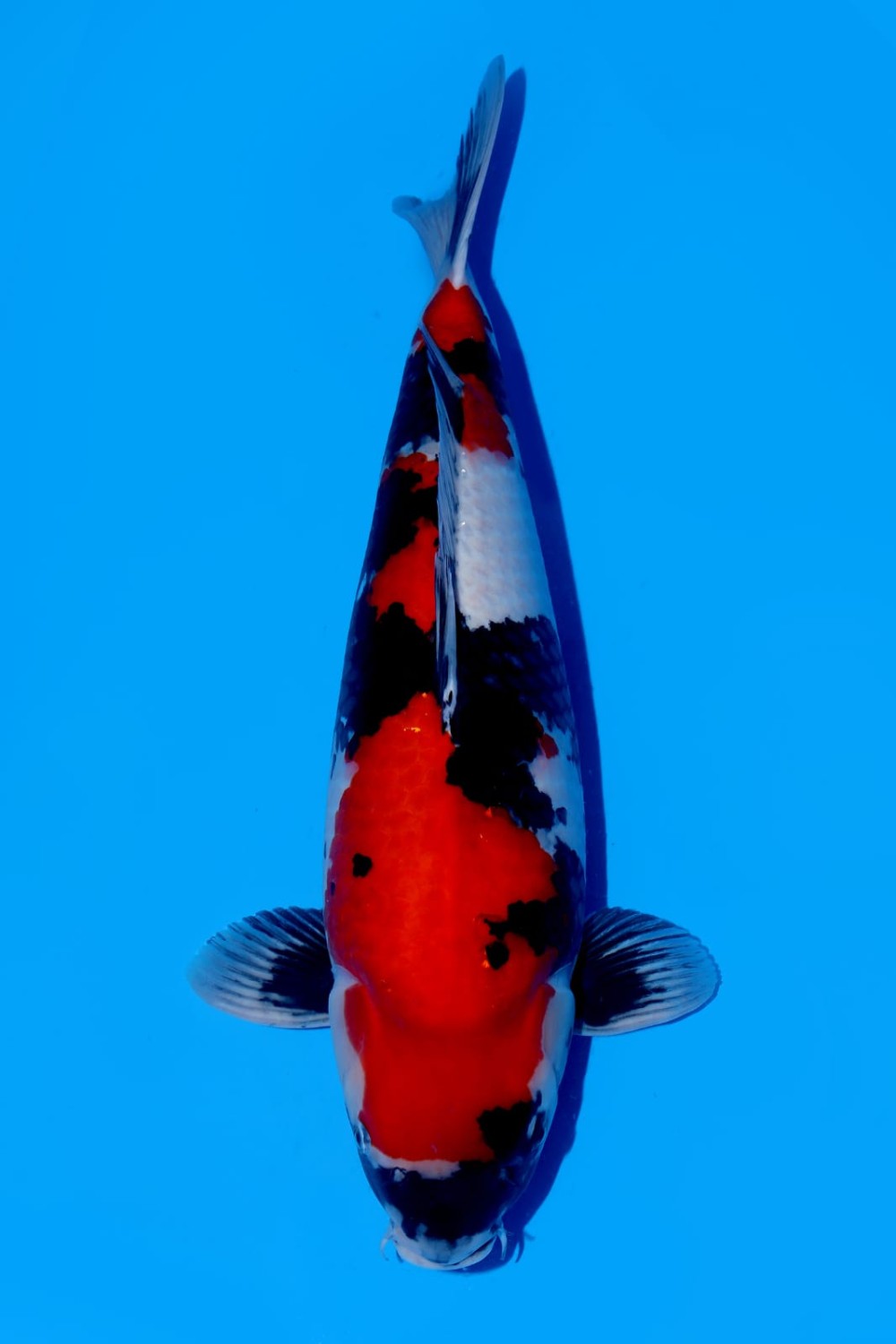Best In Size A 56 - 60 cm