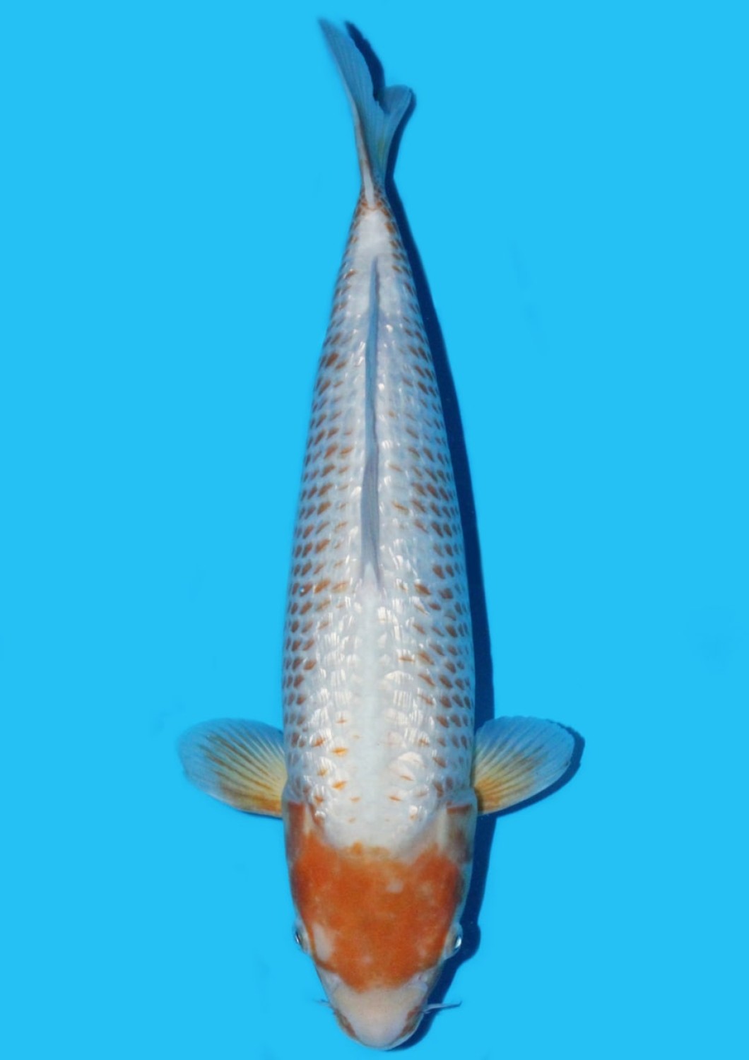 Juara 4