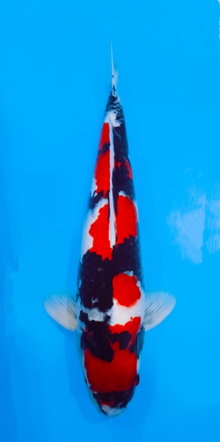 Juara 1