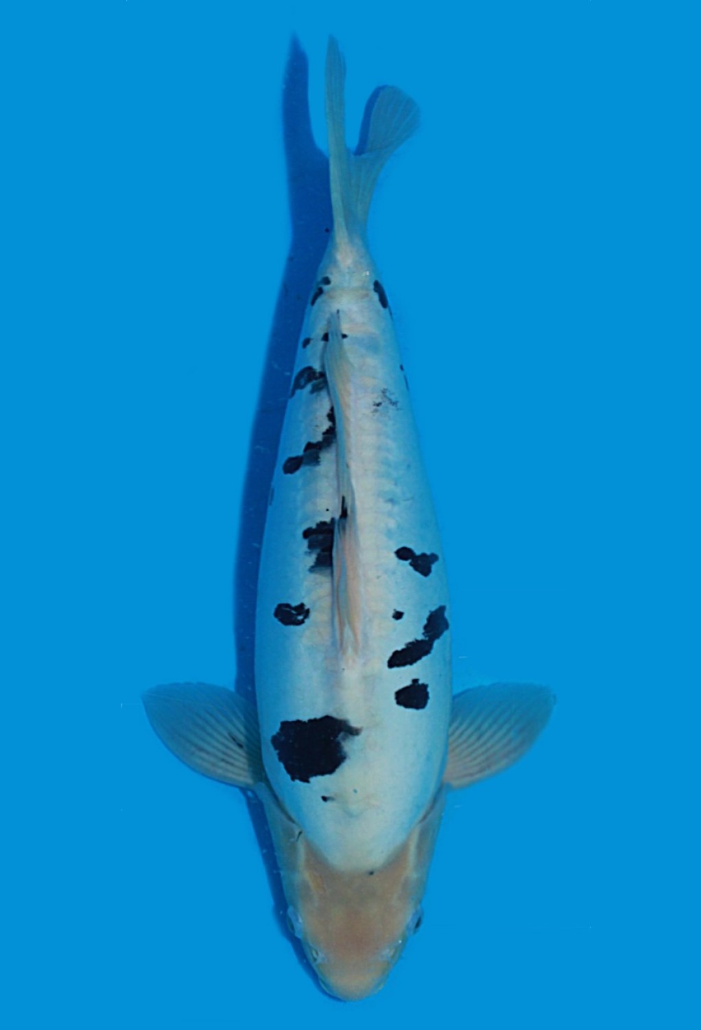 Juara 1