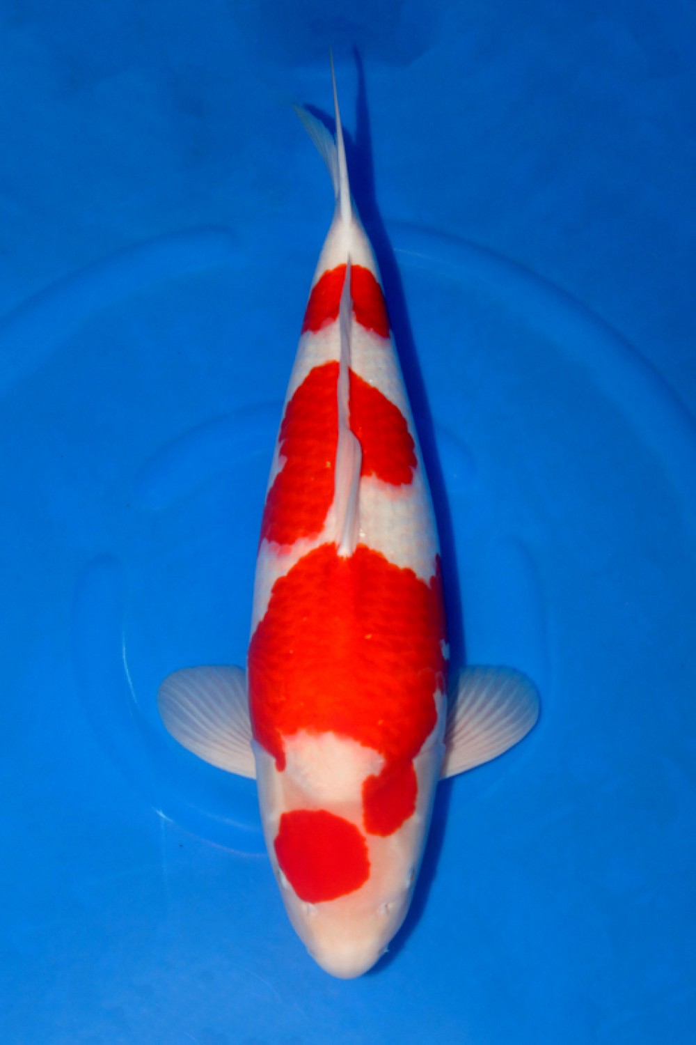 Juara 5