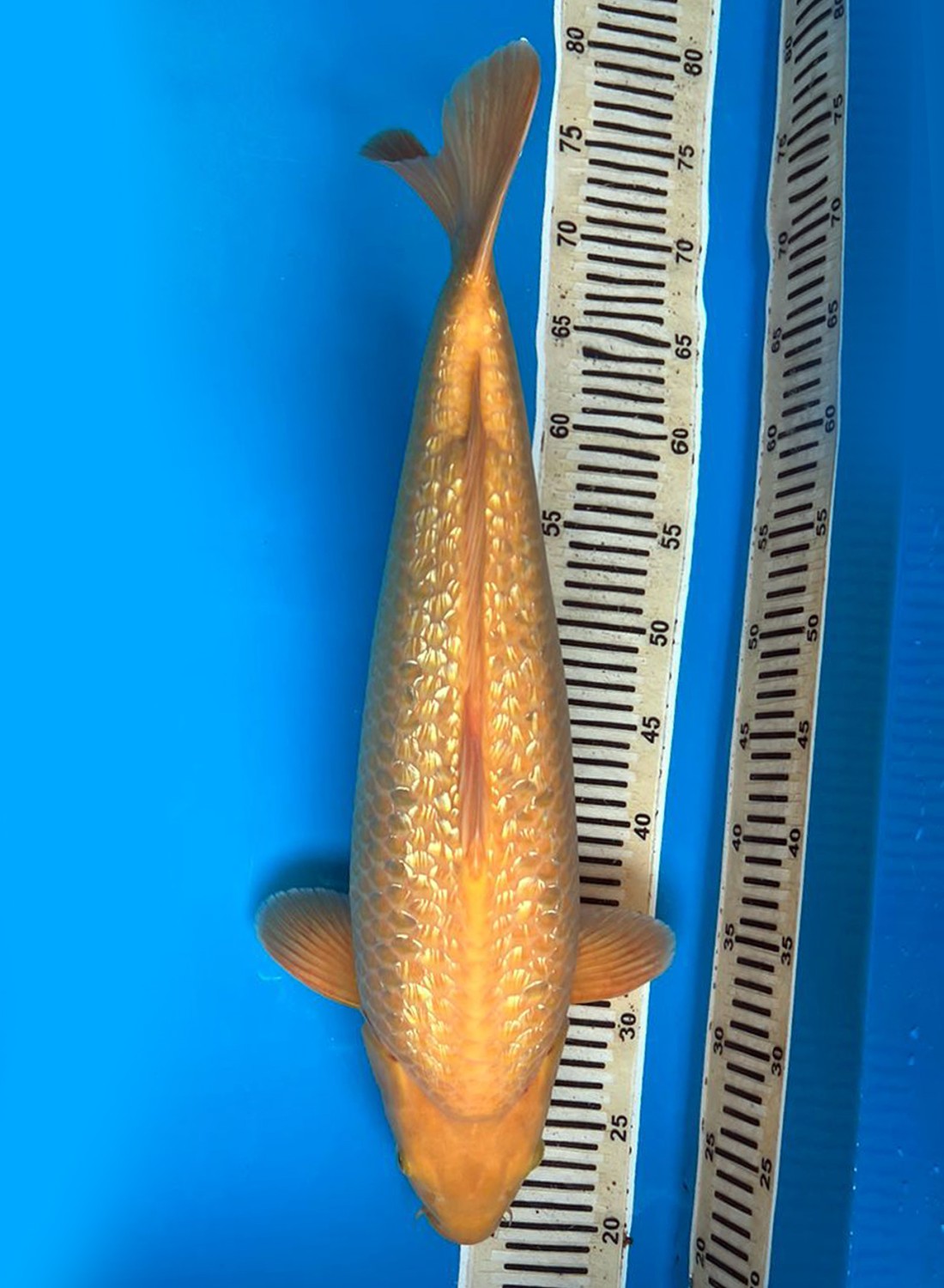 Juara 3
