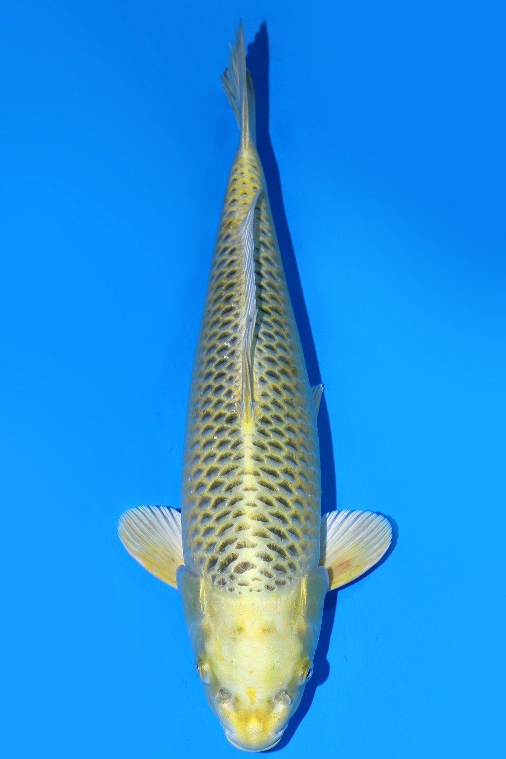 Juara 2