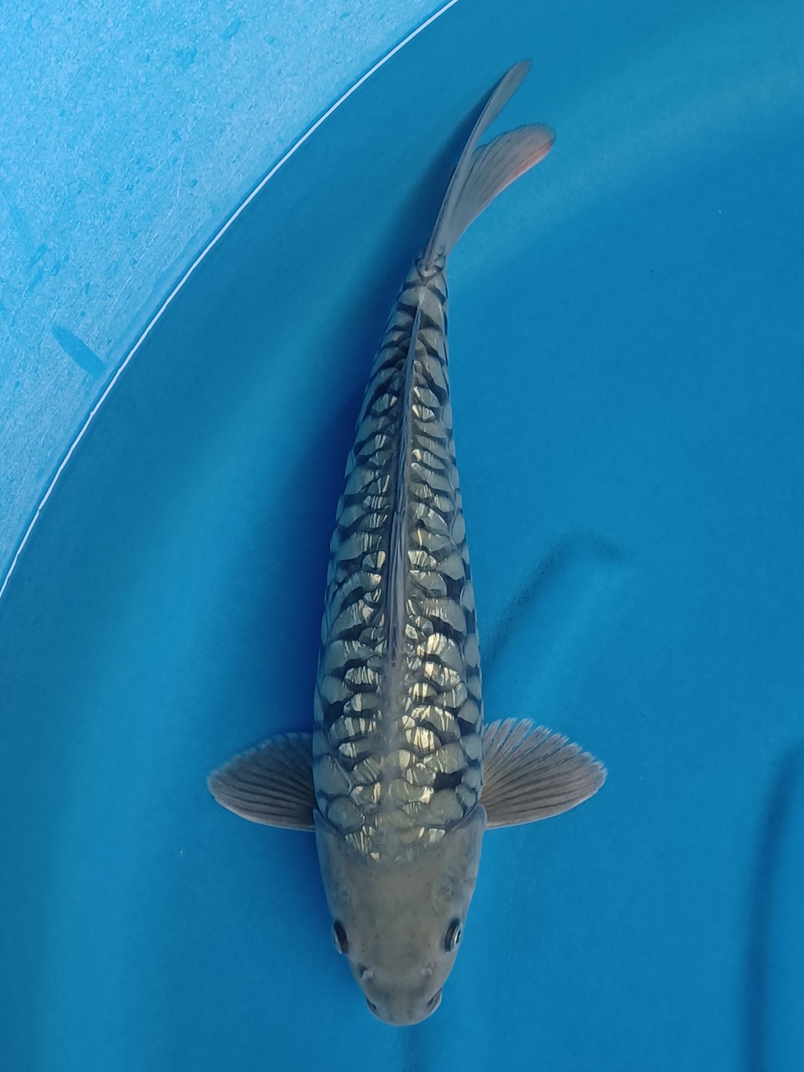 Best In Size F 40 - 42 cm
