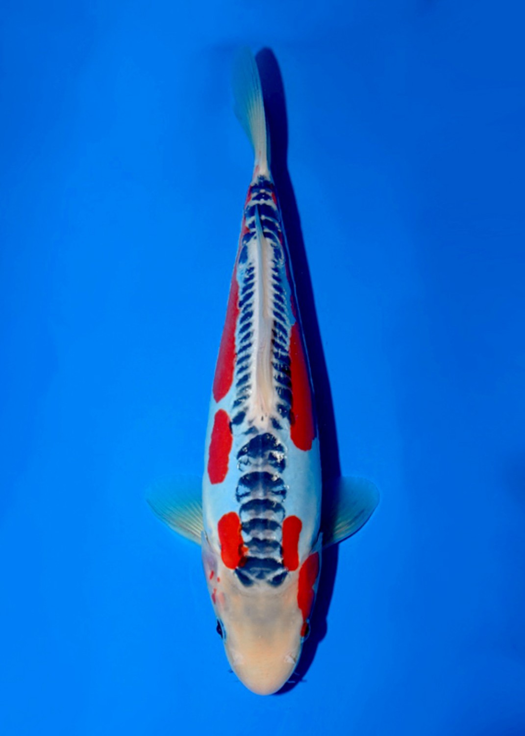Juara 1