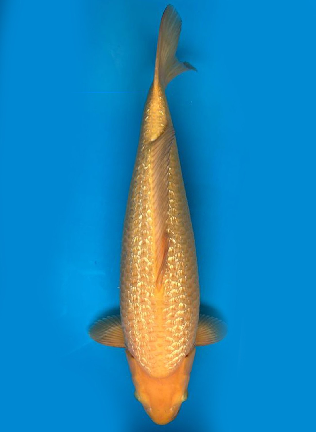 Juara 1