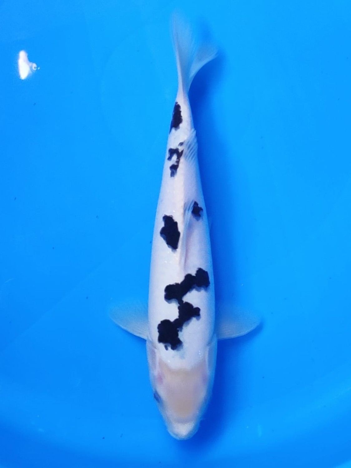 Best In Size D 28 - 30 cm