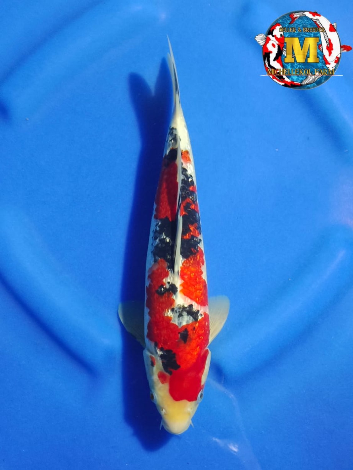 Juara 5