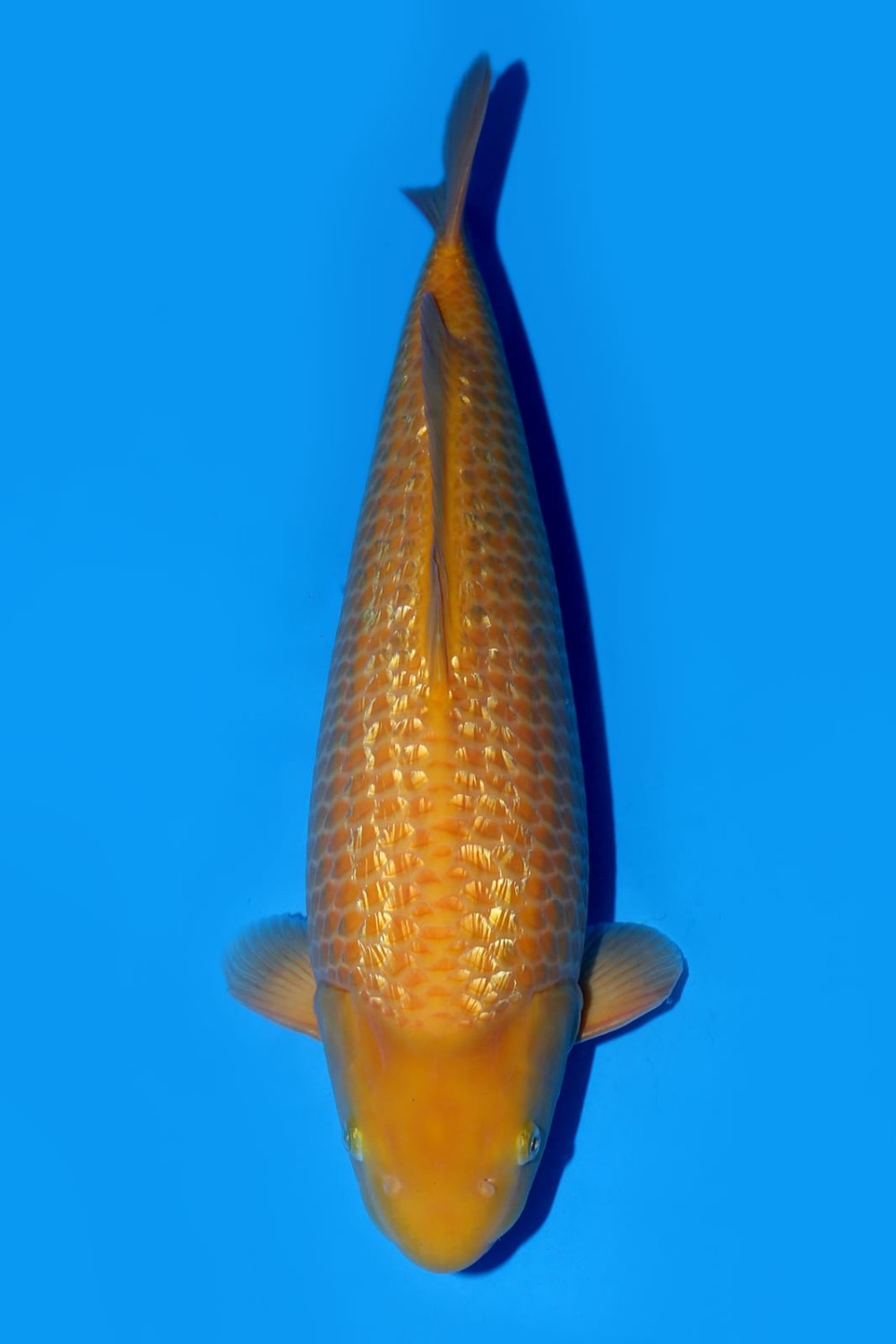 Juara 3