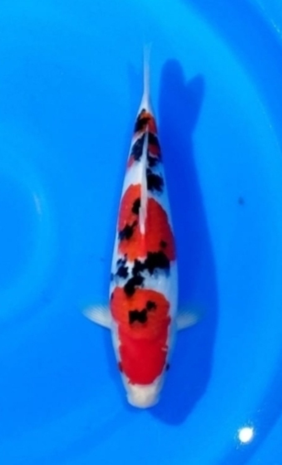 Juara 1