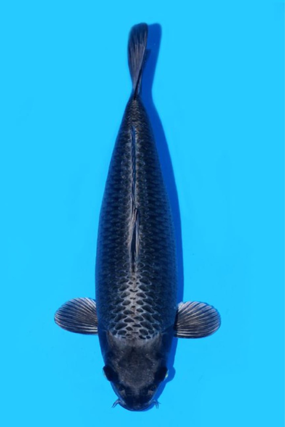 Juara 1