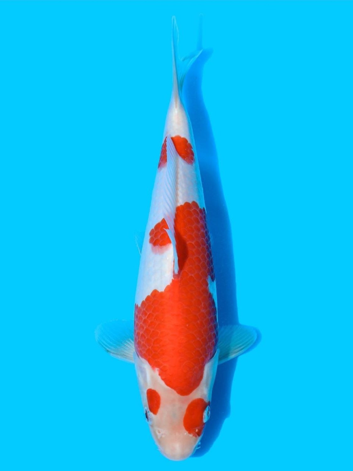 Best In Size A 25 - 27 cm