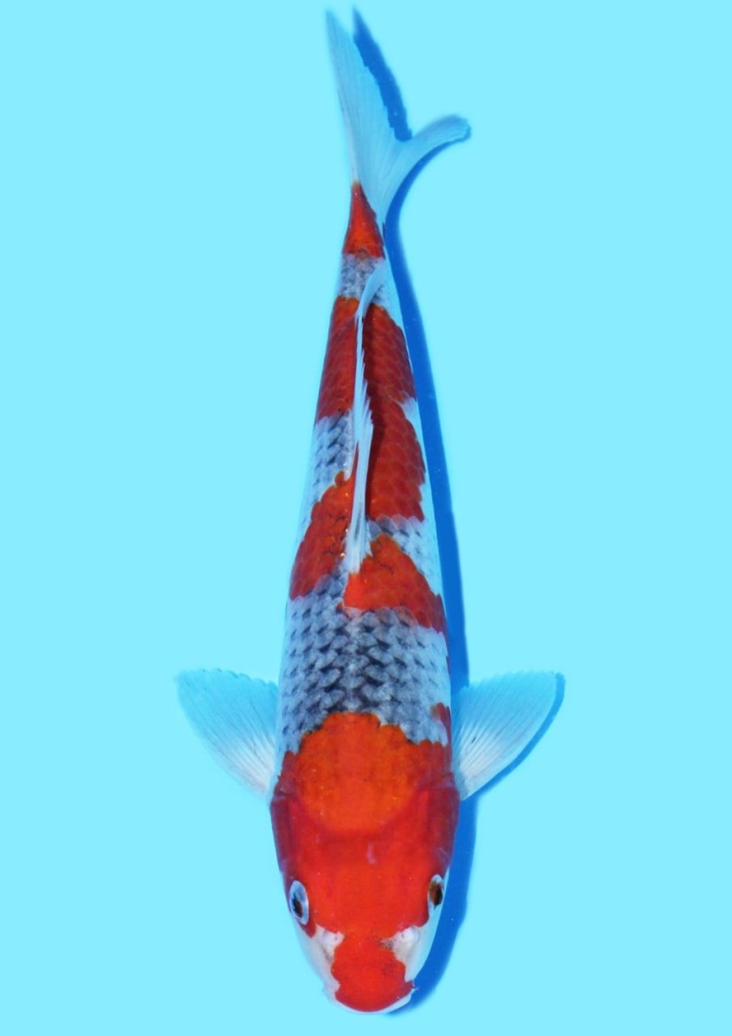 Juara 1