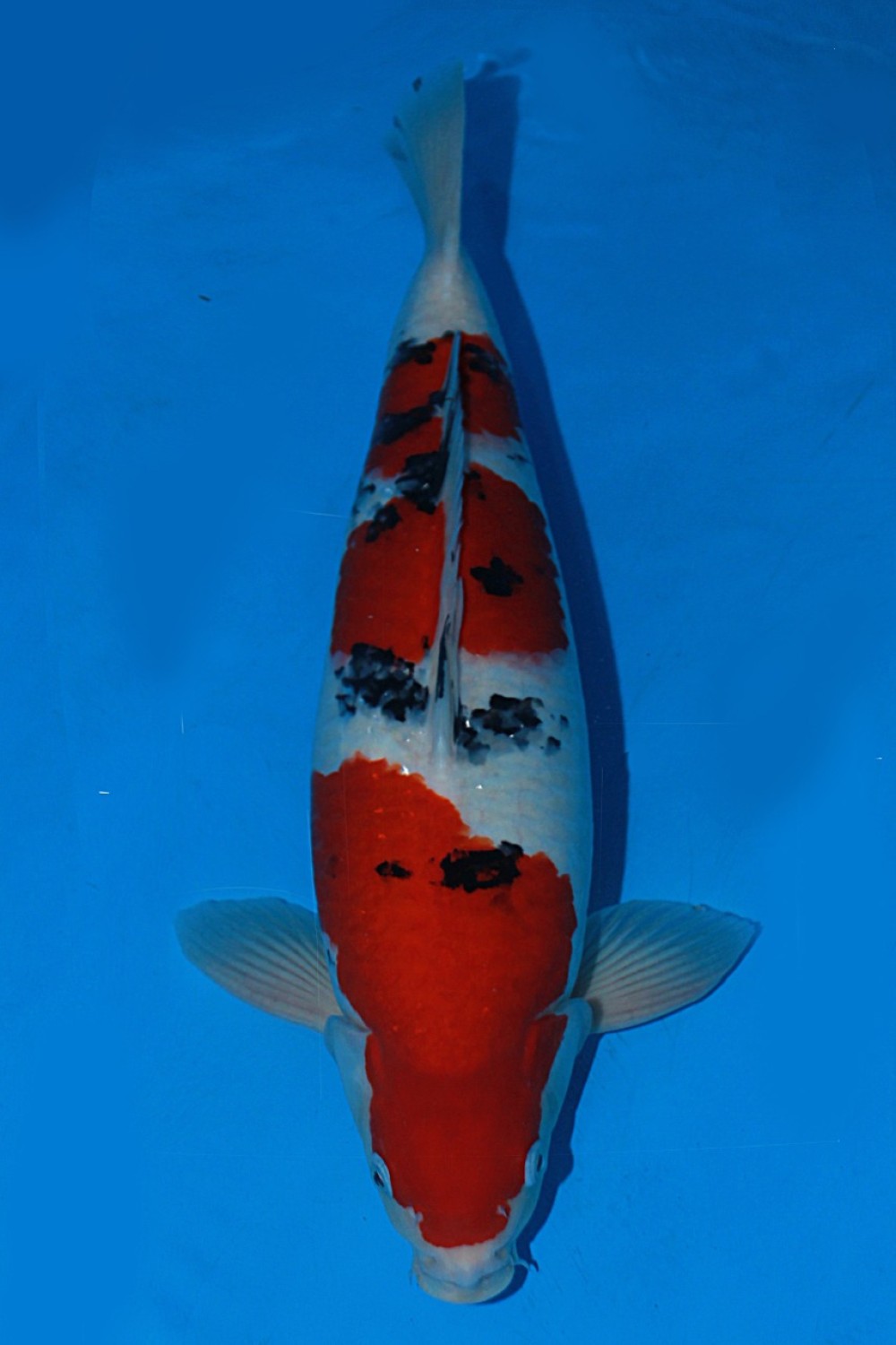 Juara 1