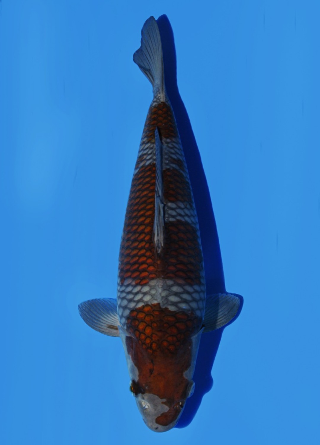 Juara 2