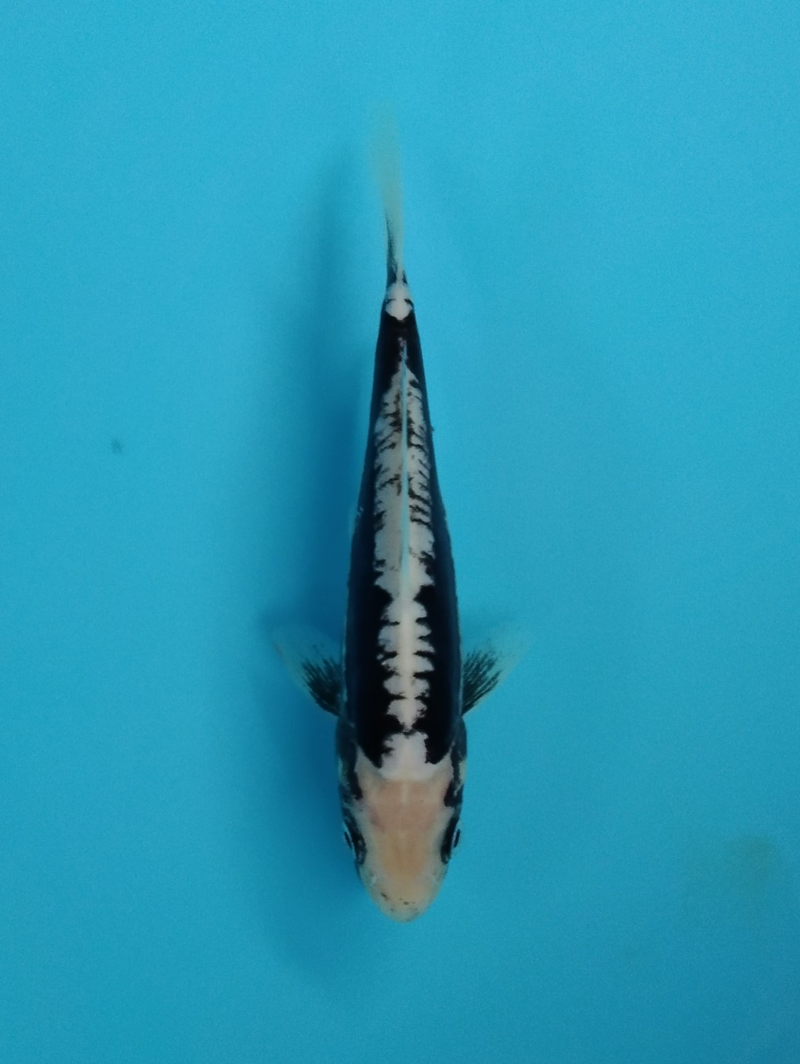 Juara 1