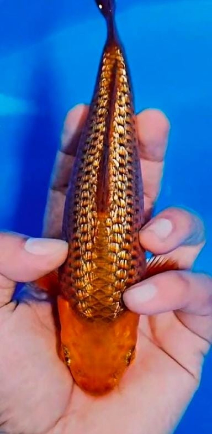 Juara 3