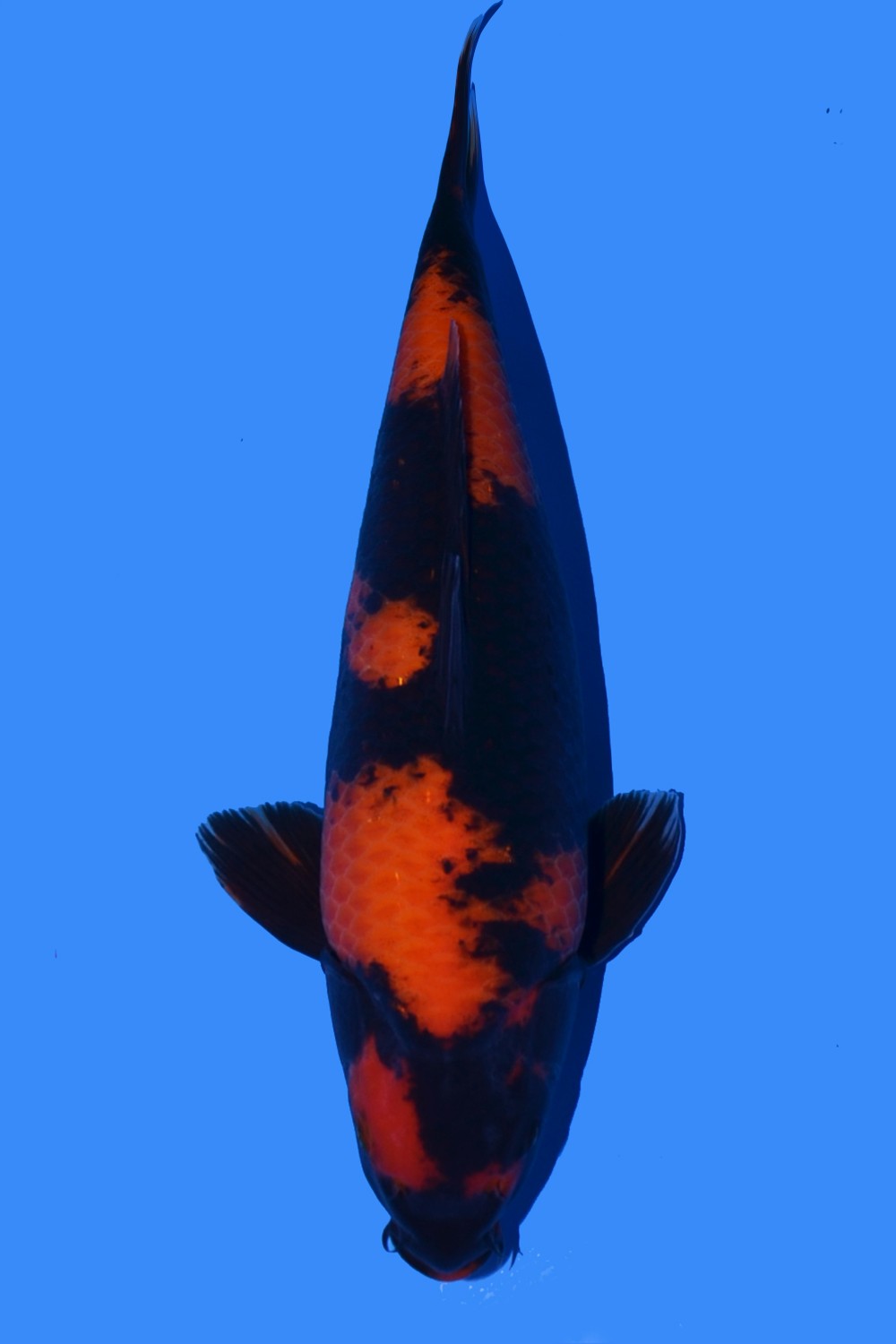 Juara 5