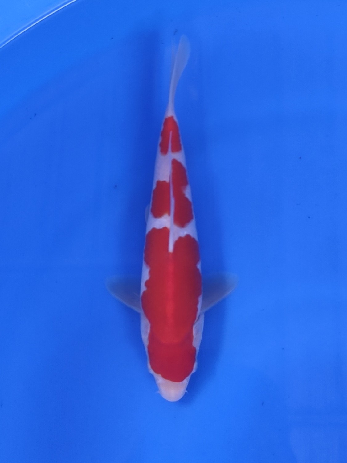 Juara 2