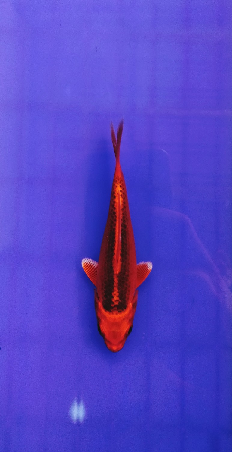 Juara 4