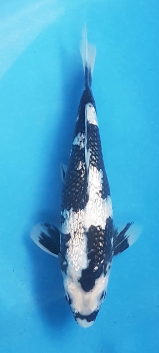 Juara 2