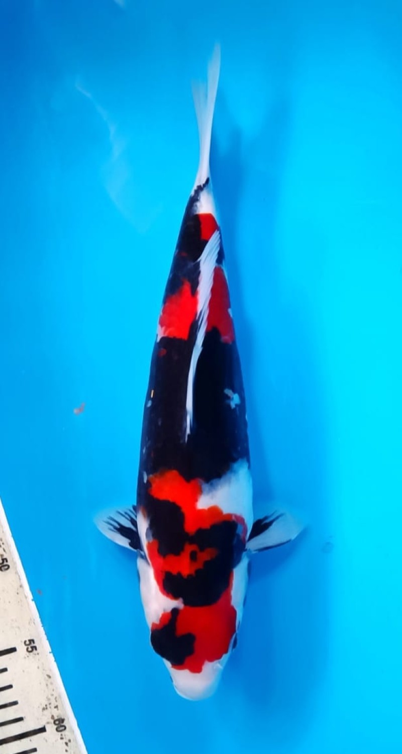 Juara 1