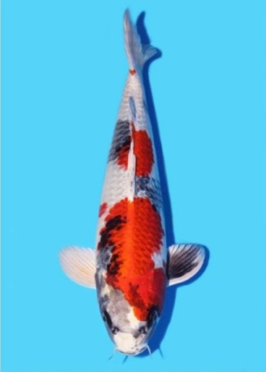 Juara 1