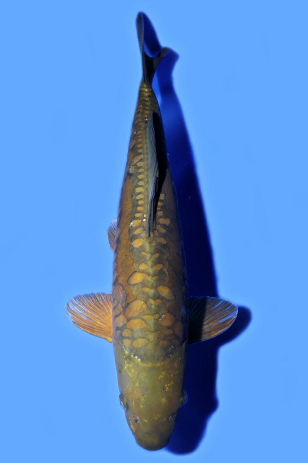 Juara 4