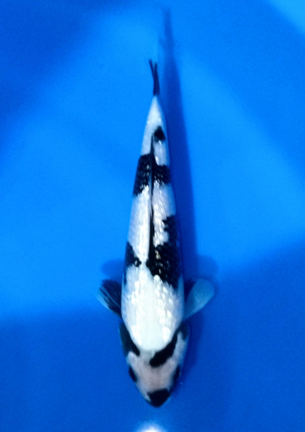 Juara 5
