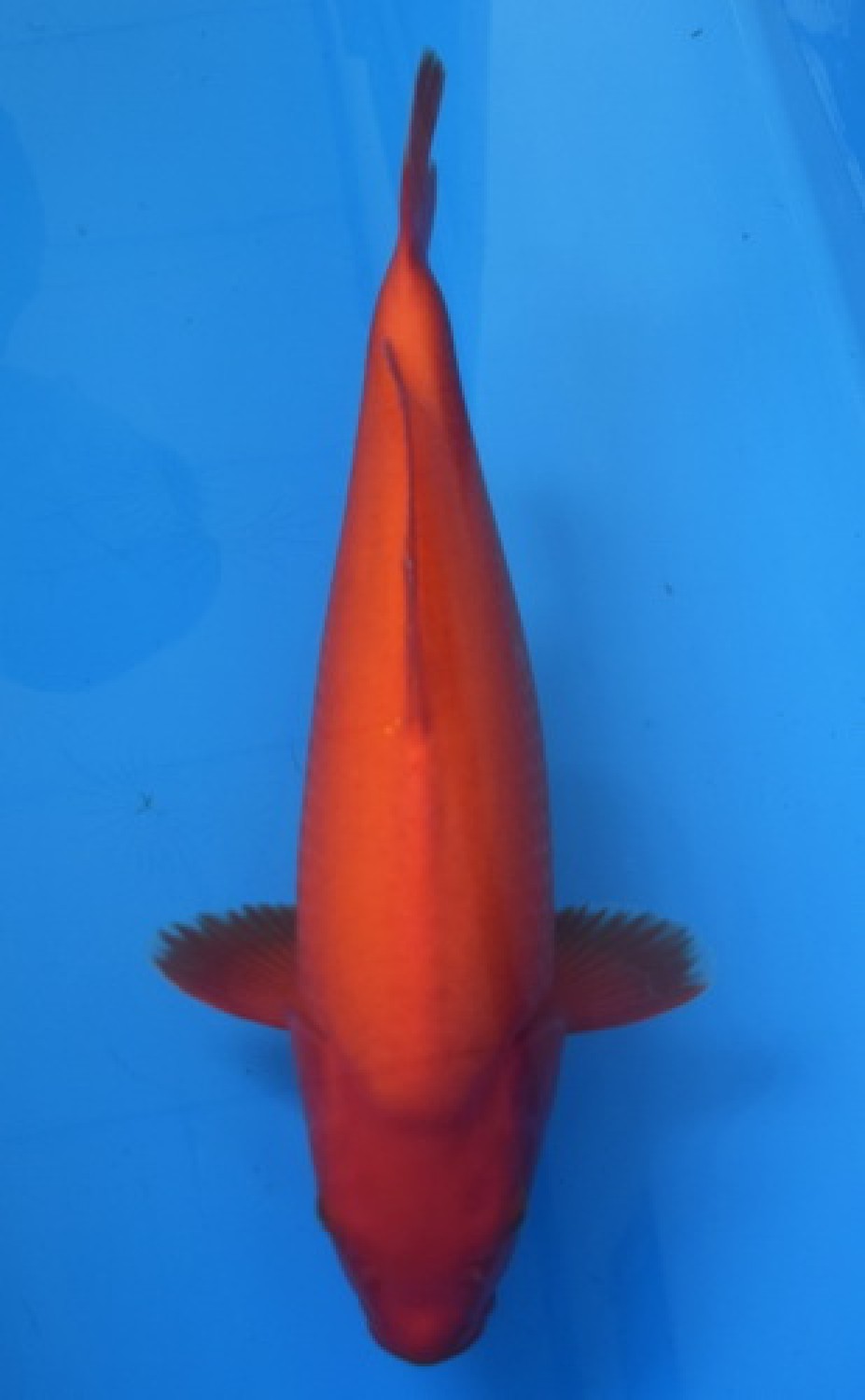 Juara 5