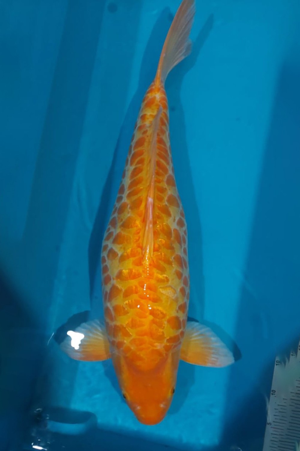 Best In Size F 61 - 65 cm