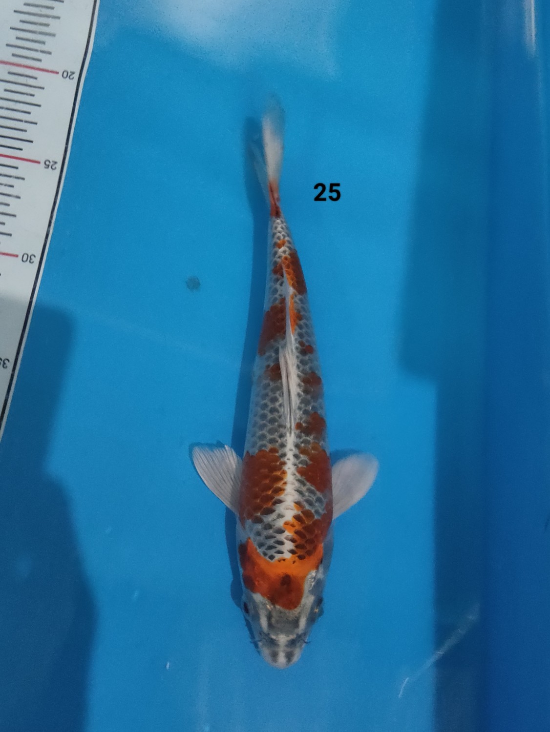 Juara 5