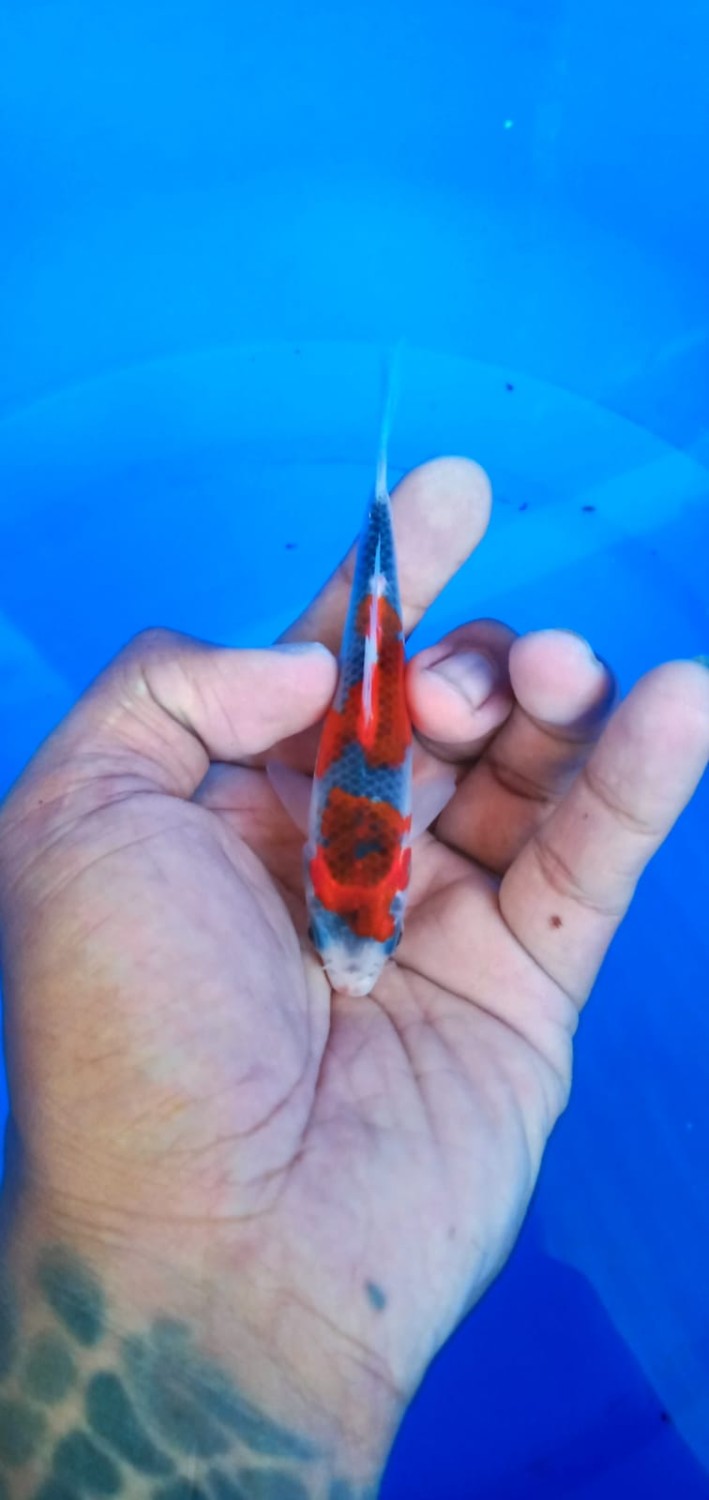 Juara 1