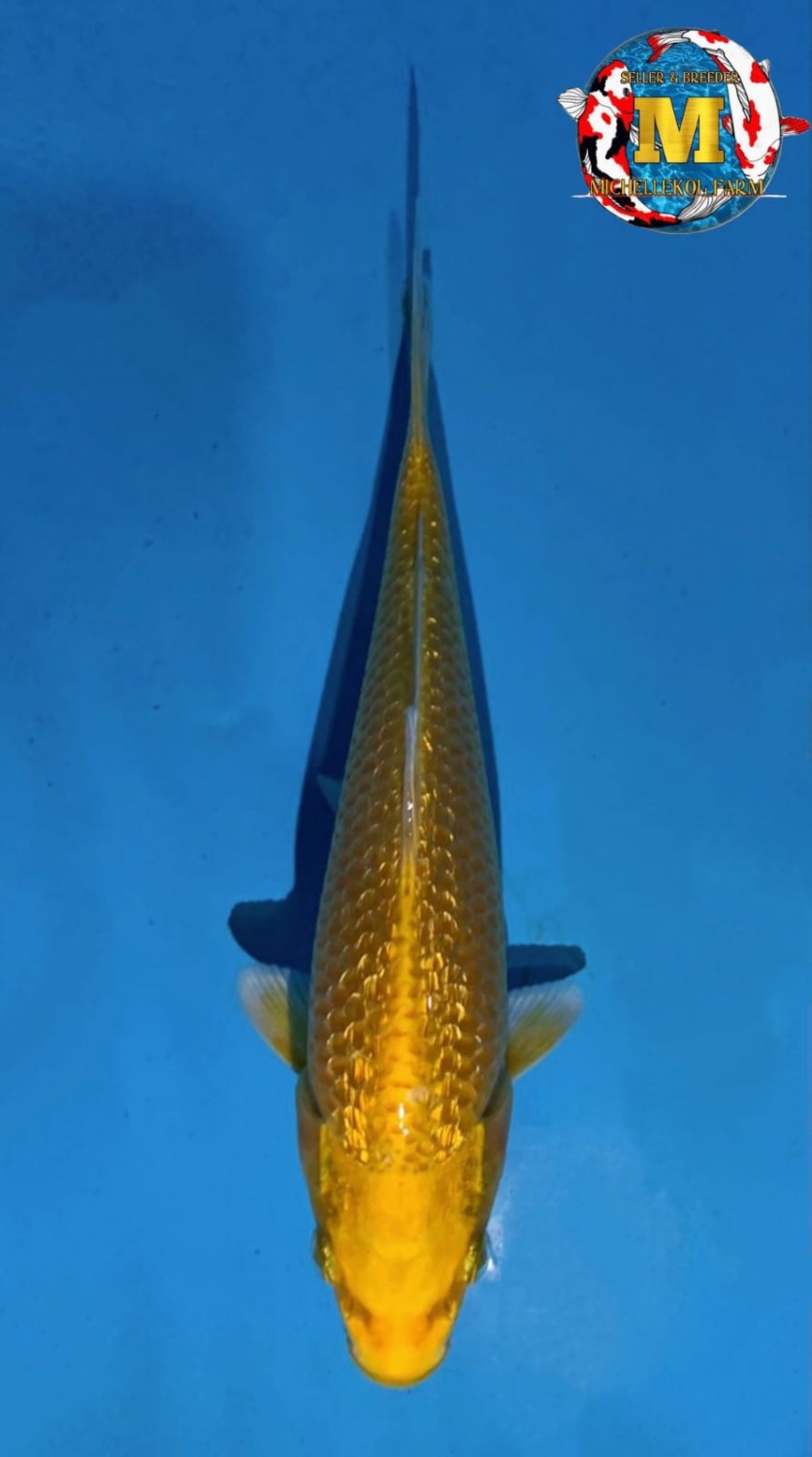 Juara 1