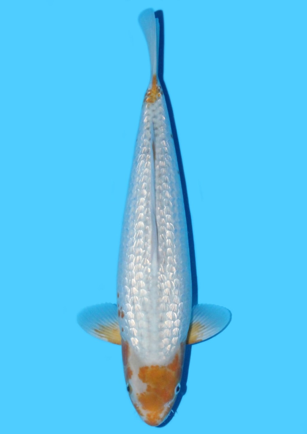 Juara 1