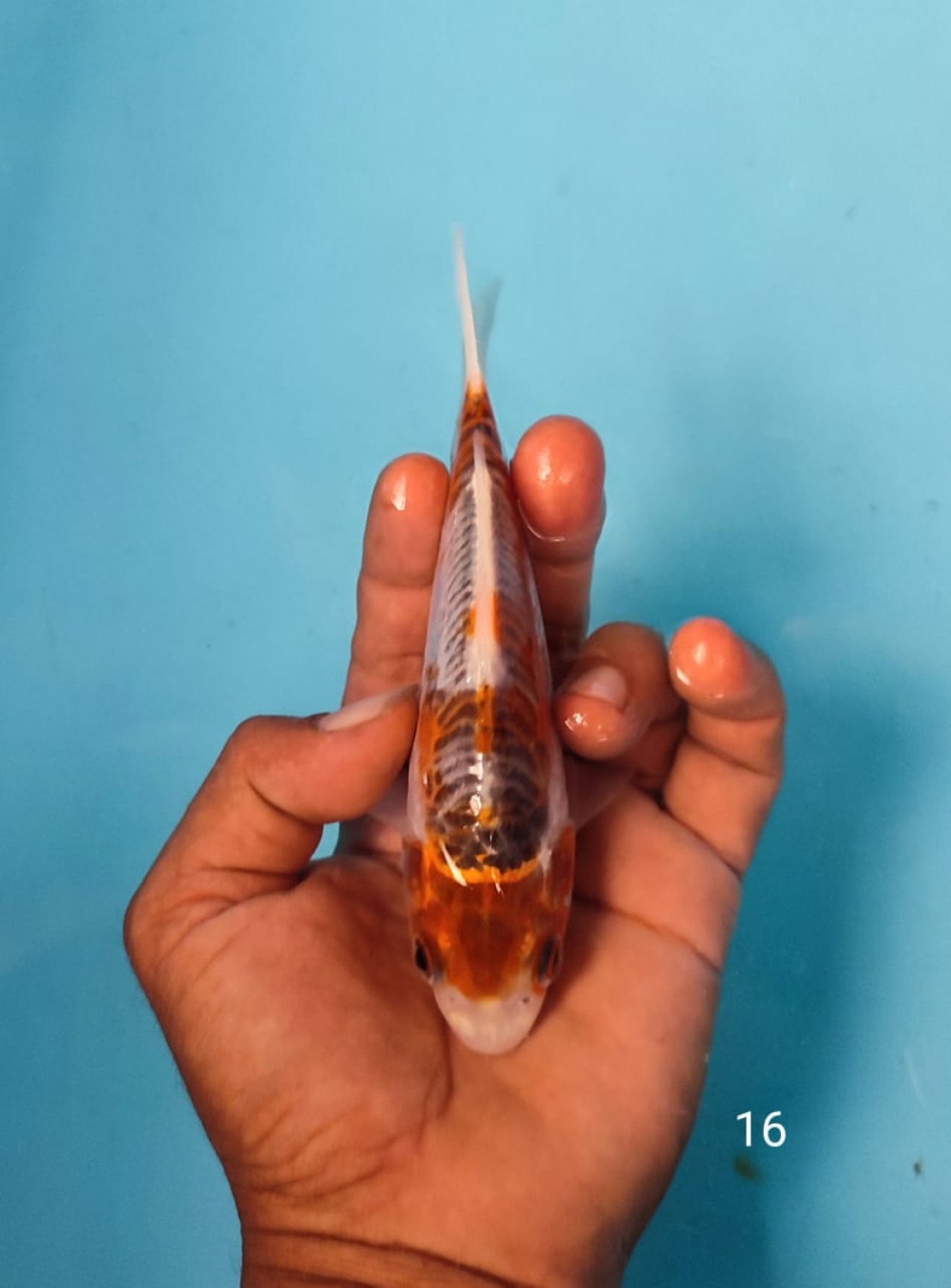 Juara 2