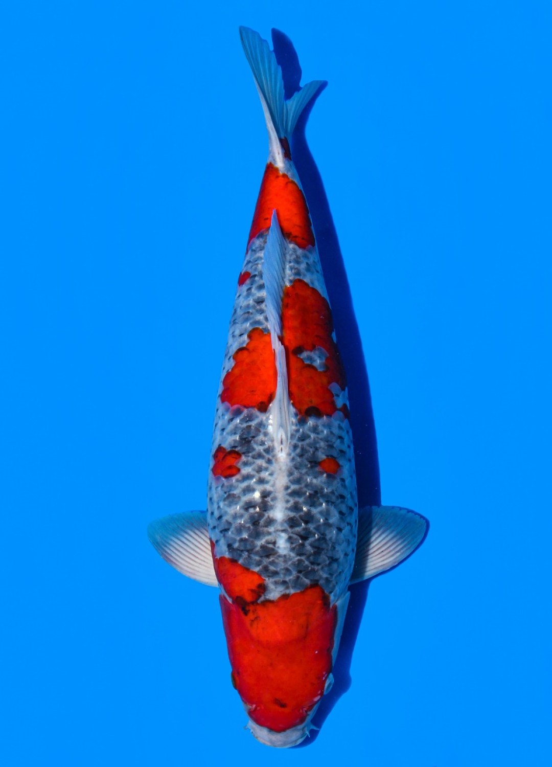 Juara 1