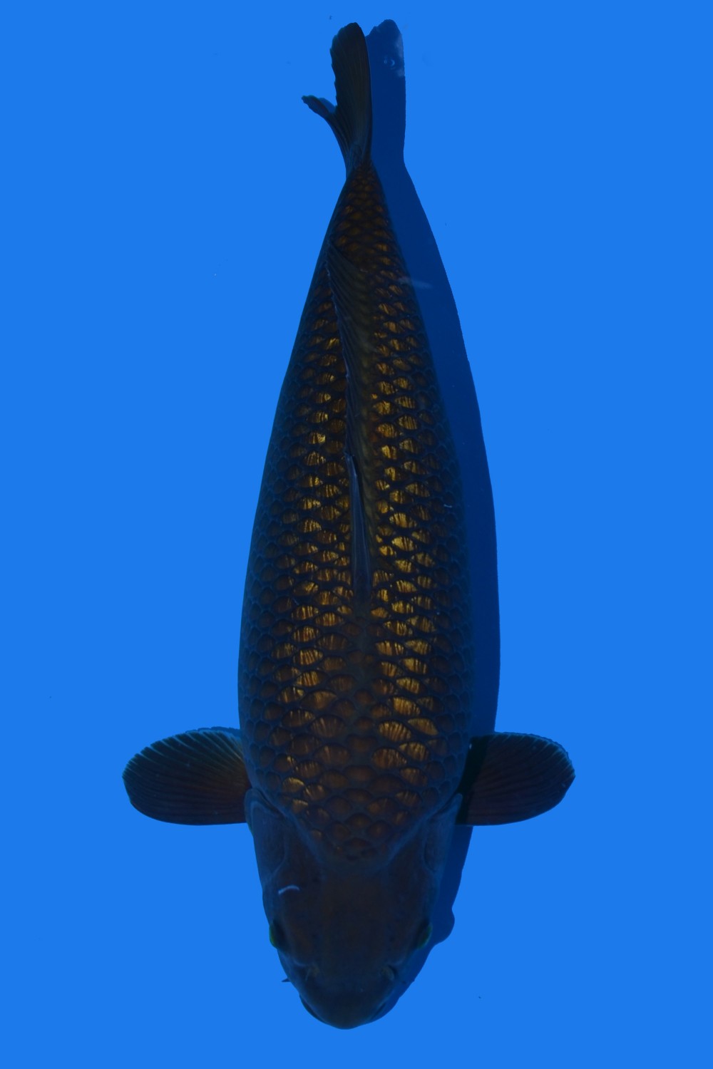 Juara 2