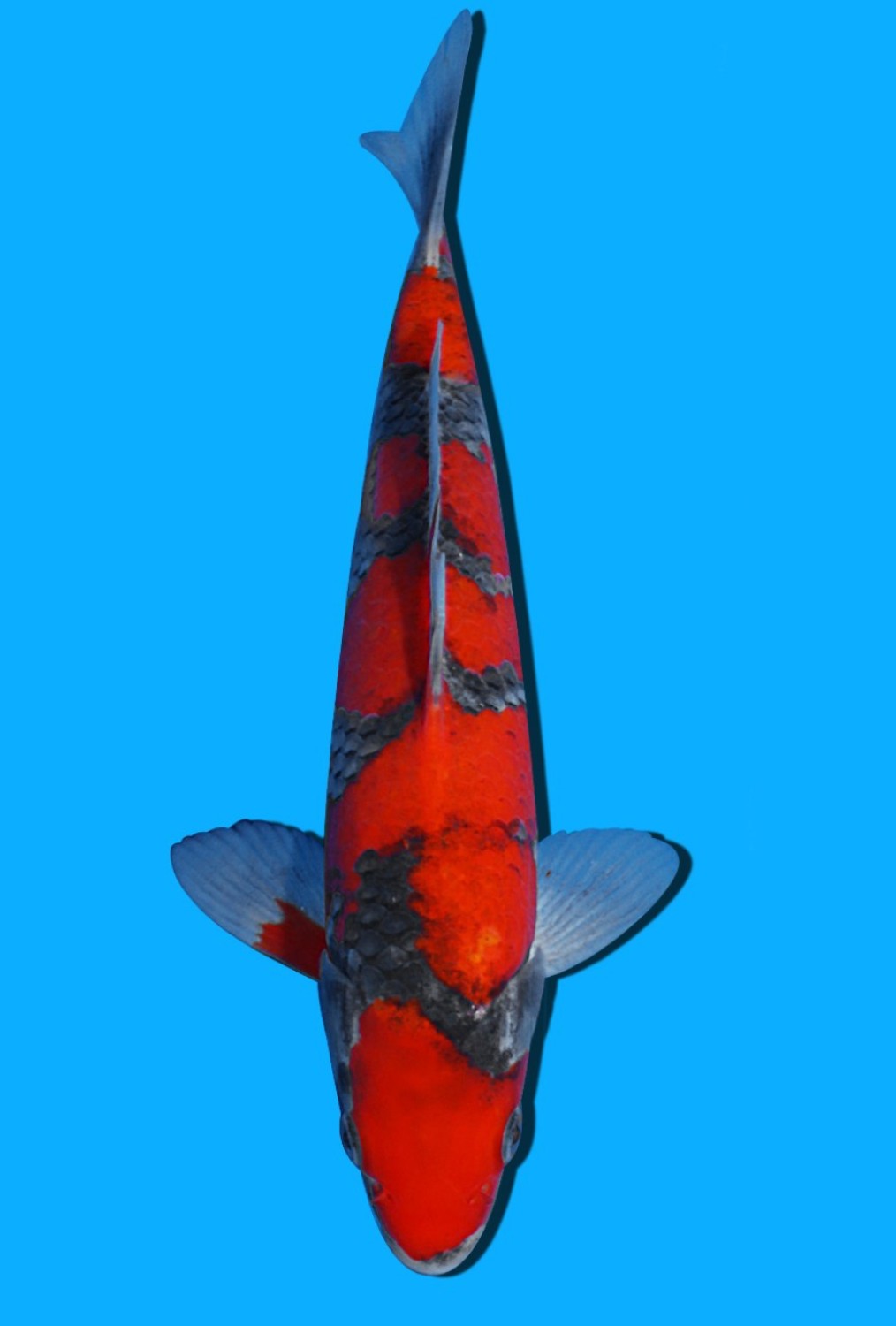 Juara 1