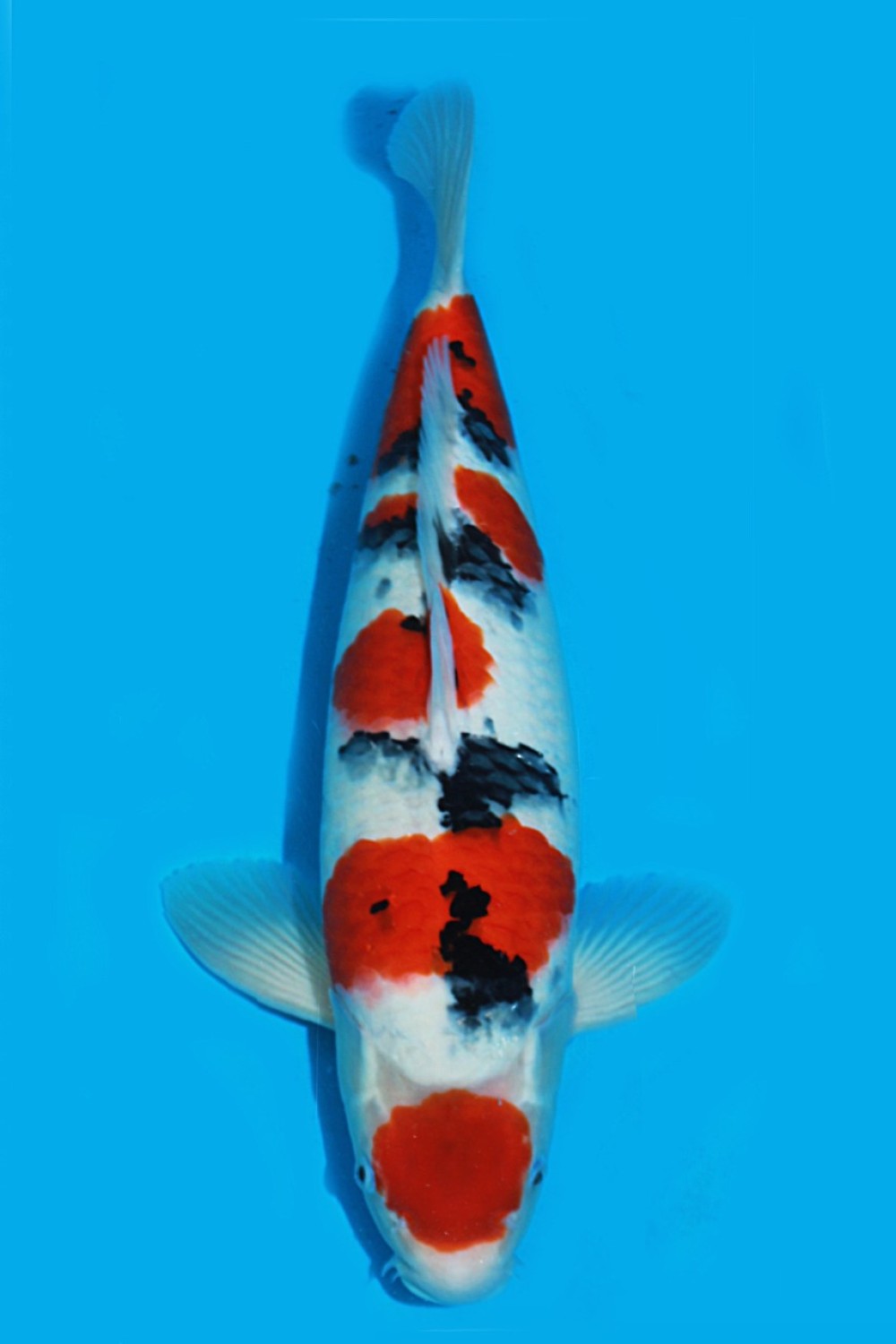 Juara 2