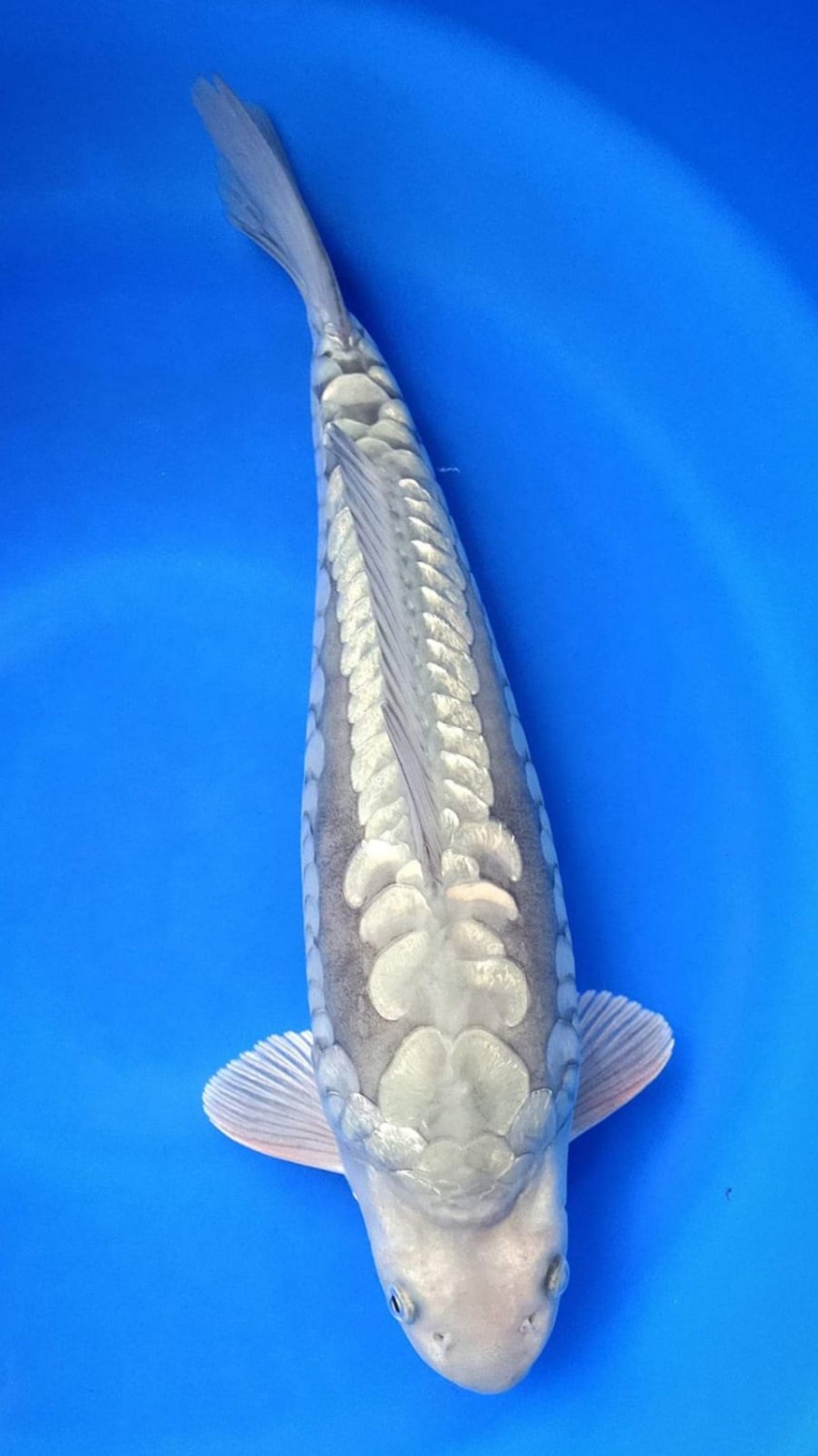 Juara 4