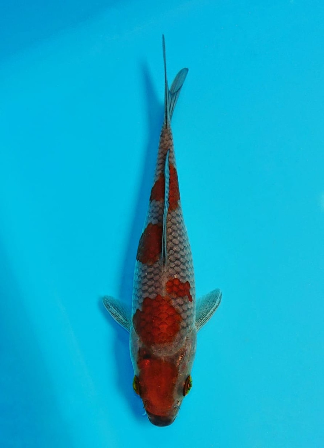Juara 3