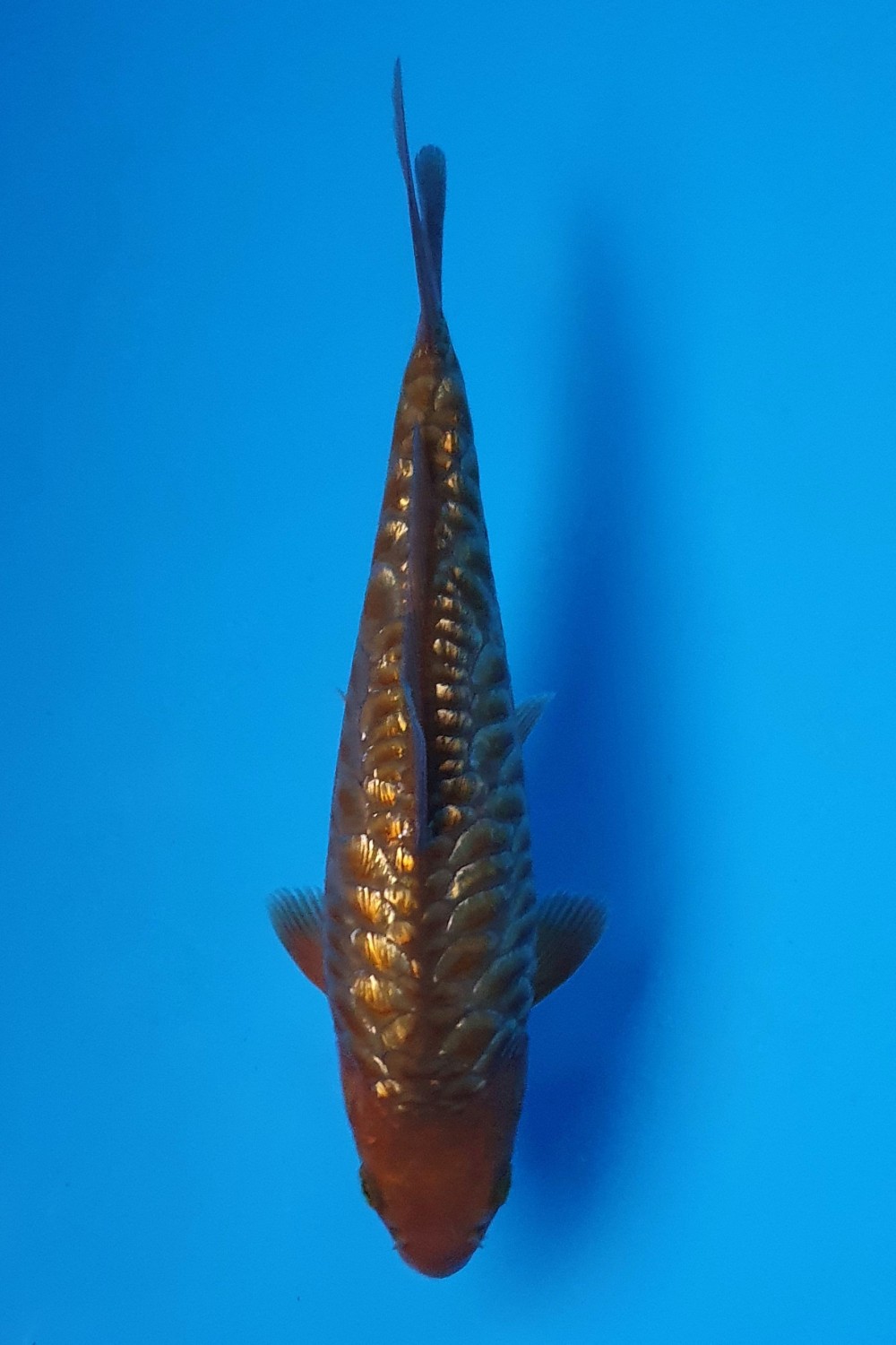 Juara 2