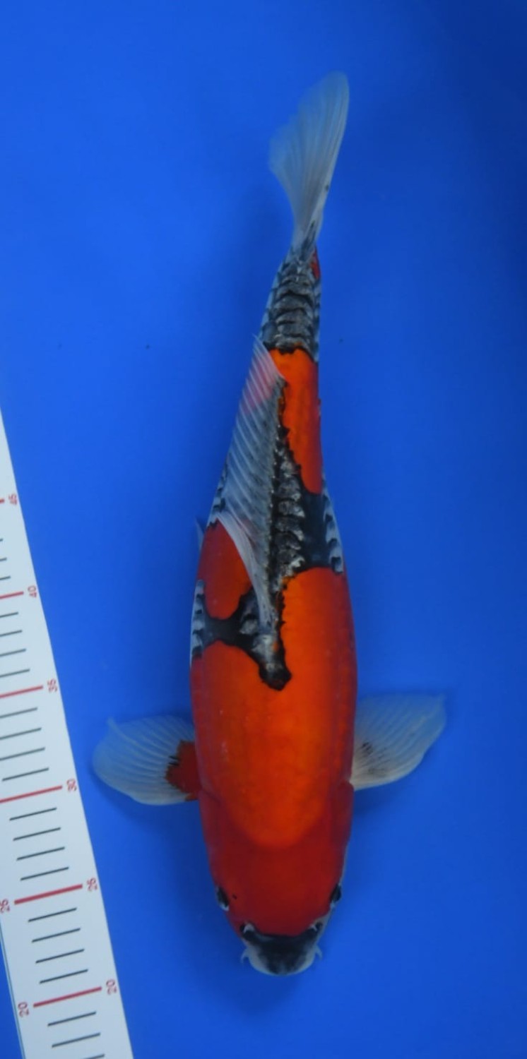 Juara 2