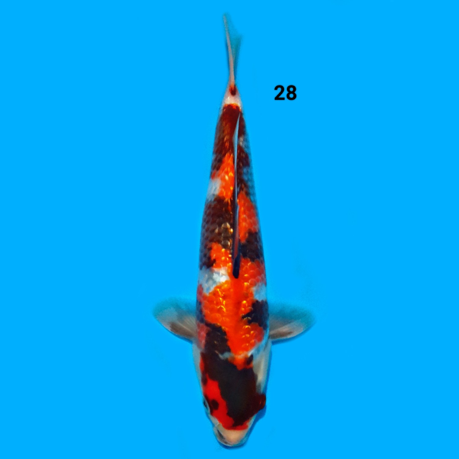 Juara 4