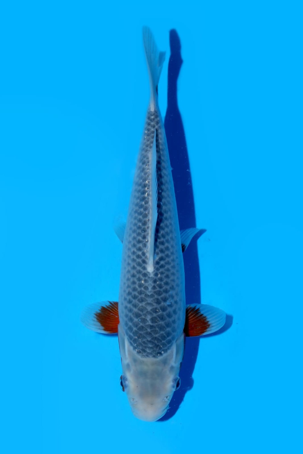Juara 1