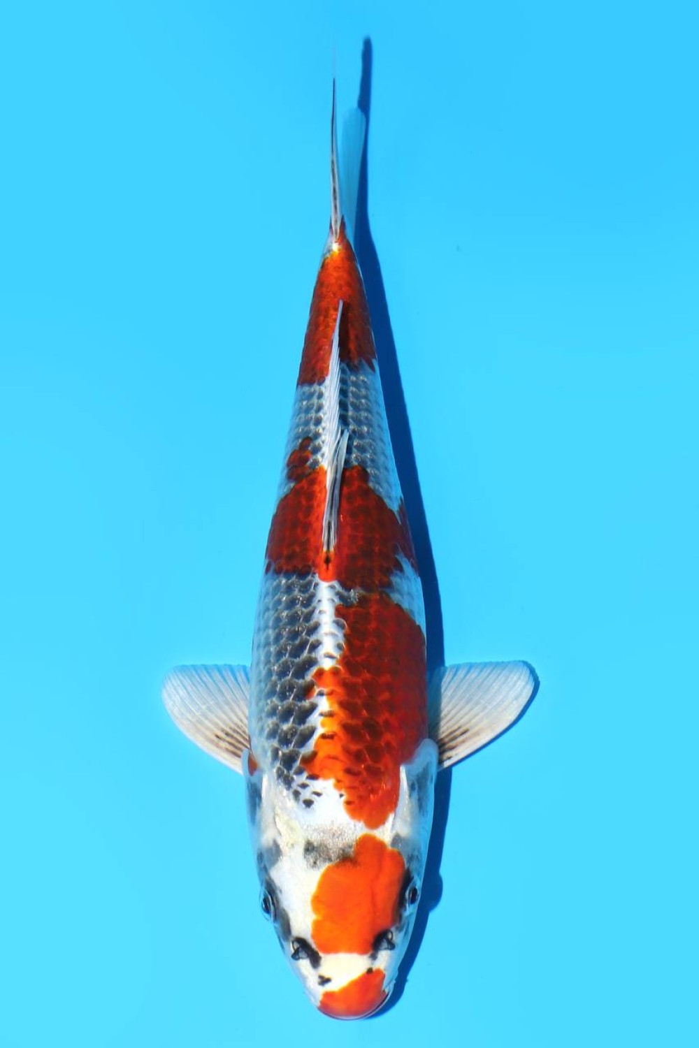 Juara 3