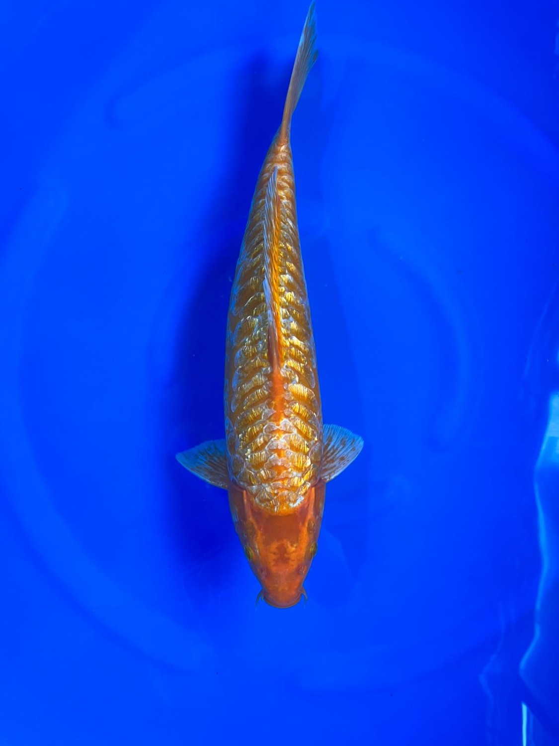 Juara 1